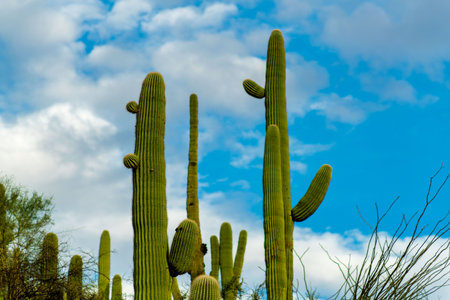 Slender saguaro cactuses reaching to the sky in the blue light and white clouds with surrounding vegetation in daylight. In the sonora desert with shrubs and trees in the wilderness and woods.の写真素材