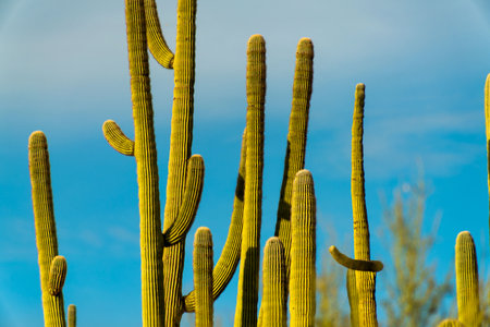 Row of saguaro or mexican cactuses in tuscon arizona sonora desert in sabino national park with...