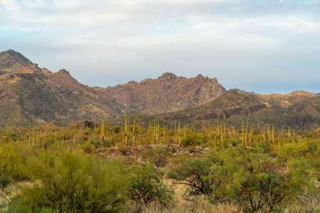 Field of saguaro or mexican cactuses with background mountains in late afternoon in sabino national park. Blue sky with white clouds in tuscon arizona wild west in the great outdoors.の写真素材