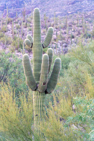 Fuzzy cactus saguaro with visible spikes and natural arm growths with sideline shrubs and mountains in the sunset. Green natural trees and plants in the wilderness of the great outdoor woods.の写真素材