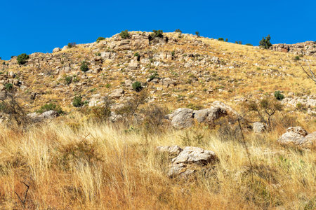 Rolling moiuntain and cactus hills in arizona on bright sunny day in dry season with natural grass and vegetation. Clear blue skies with trees in wilderness or woods in nature outdoors.の写真素材