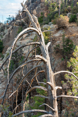 Dead and weathered tree and the end of life with no leaves on the side of hill or mountain in early morning sunrise. Hill and cliff background with shrubs and vegetation in afternoon.の写真素材
