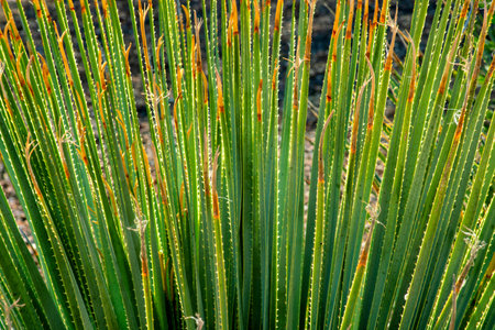 Tropical desert plant with long brnahces and leaves for dry season environments in southern north american wilderness. Late afternoon sun with green texture and pattern on spiked shrubs.の写真素材