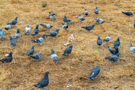 Pigeons eating and foraging in dead or dry grass in a local park or outdoor area for tourists to feed and observe. Gray and white colored birds on trail or in recreational center of neighborhood.の写真素材