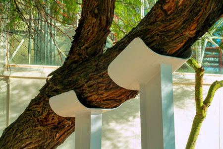 Tree structural support with white metal girder beams for leaning branches and trunks in late afternoon shade. Outdoor area with engineered saftey support of vegetation.の写真素材