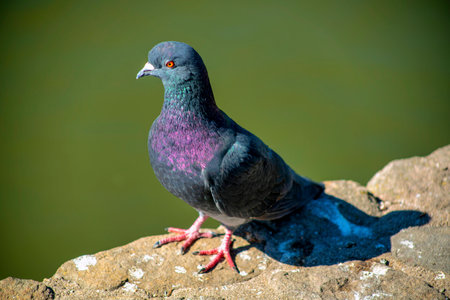 Gray pigeon with some purple with orange feet and white beak in afternoon sunlight sitting on edge of rock. Blurry green background with poop white in daylight sun in nature.の写真素材