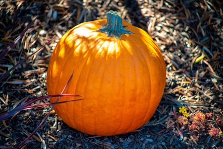 Halloween decoration autumn squash or pumpking with orange color brown stem and vegetable exterior in shadow and sunlight. Used as fall design or for holidays for spooky trick or treat and candy.の写真素材
