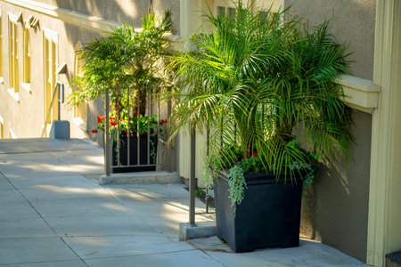 Two tropical planters with green spikey leaves palm on side of building near front or back door entrance. Decorative foliage and vegetation in late afternoon shade in city neighborhood.の写真素材
