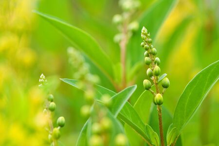 Macro shot of budding plant の写真素材