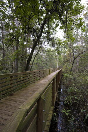 Nature Trail Boardwalkの写真素材