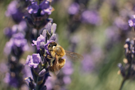 bee sitting on a flower