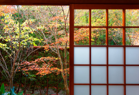 Japanese-style window with autumn leaves in the garden, Japan.の写真素材