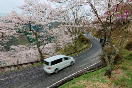 Cherry blossoms in full bloom along the road in Japan.の写真素材