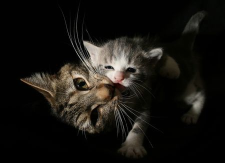 Edna and her kitten