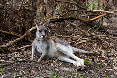 Placid Kangaroo lying under a treeの写真素材