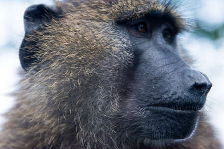 Closeup portrait of an inquisitive baboon looking off-cameraの写真素材
