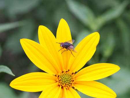The black fly sits on a yellow flower on its big petalsの写真素材