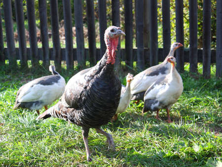 Closeup image of a turkey with it's neck extended showing facial detailの写真素材