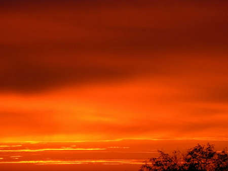 Sunset on the sea in branches of trees in the summer before a storm