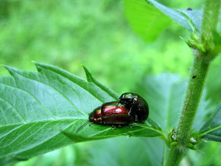 The small bug sits on green sheet of a plantの写真素材