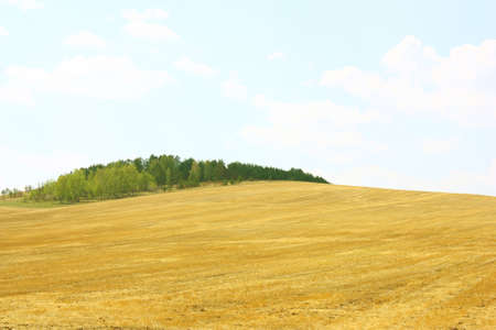 Autumn landscape. Yellow field and blue sky.の写真素材