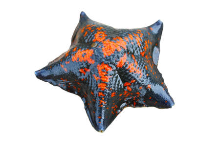 Starfish against rocks in the Japanese sea in the summer red with the blackの写真素材