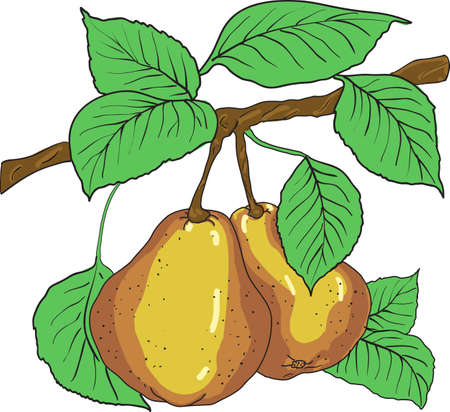 Two mature yellow pears with leaves on a branch. のイラスト素材