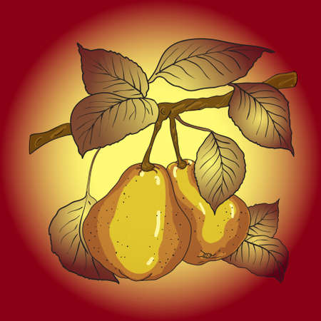 Two mature yellow pears with leaves on a branch.のイラスト素材