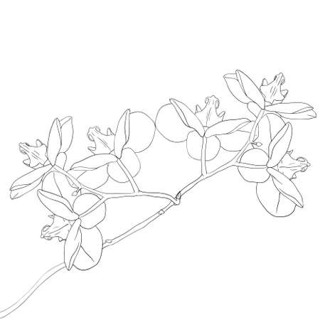 orchid flower on white backgroundのイラスト素材