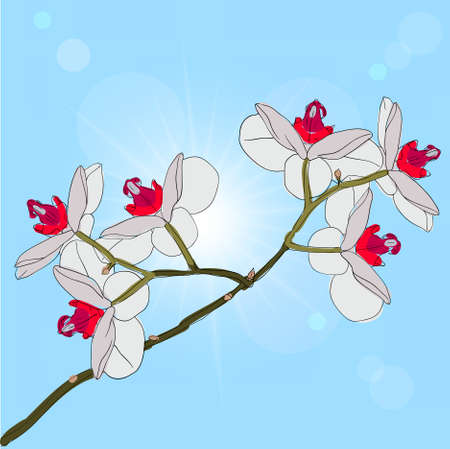 twig blossoming orchids on a backgroundのイラスト素材