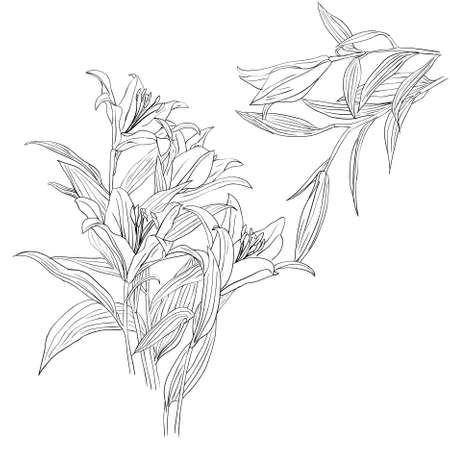 floral design element and hand-drawn のイラスト素材