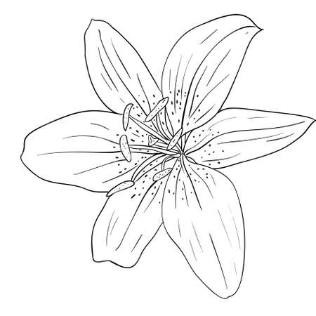 floral design element and hand-drawn , vector illustrationのイラスト素材