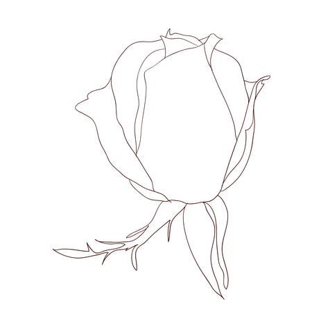 floral design element and hand-drawn , vector illustrationのイラスト素材