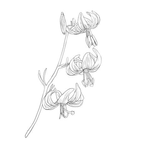 floral design element and hand-drawnのイラスト素材