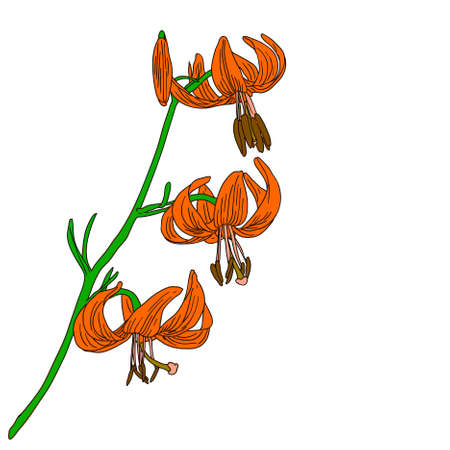 vector lily flower isolated on white backgroundのイラスト素材