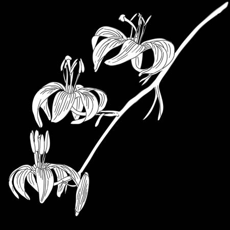 vector lily flower isolated on black backgroundのイラスト素材