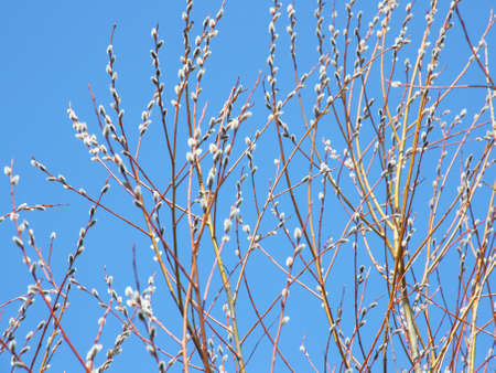 willow branch against the blue sky in early spring