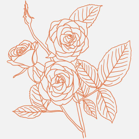 hand drawing illustration of a  bouquet of roses のイラスト素材
