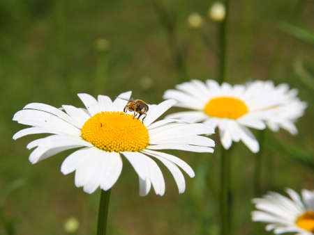 concept of sunny spring with flowers and beeの写真素材