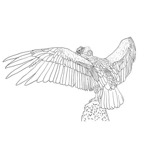 Vulture with outspread wings. Vector illustration.のイラスト素材