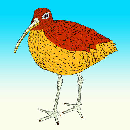 Eurasian Curlew, bird. Vector illustration.のイラスト素材