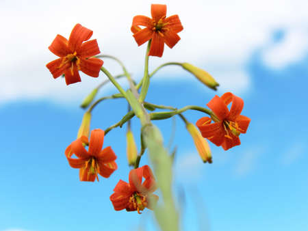 Beautiful flower in springtimeの写真素材