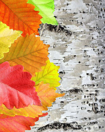 Autumn Leaves over wooden backgroundの写真素材