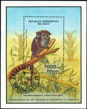 REPULLICA MALAGASY - CIRCA 1988: A stamp printed in Malagasy (Madagascar) shows Lesser Bamboo Lemur - Hapalemur griseus, circa 1988の写真素材