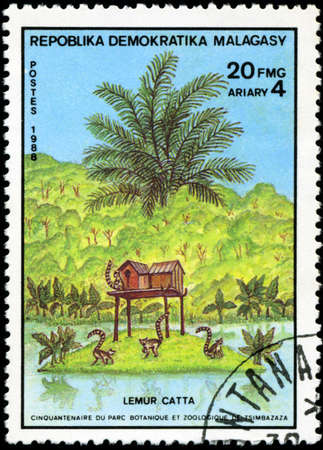 REPULLICA MALAGASY - CIRCA 1988: A stamp printed in Malagasy (Madagascar) shows Ring-tailed Lemur - Lemur Catta, circa 1988の写真素材
