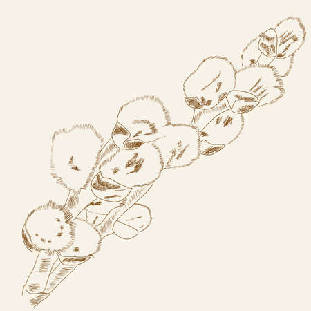 Floral background with pussy willow (catkin)のイラスト素材