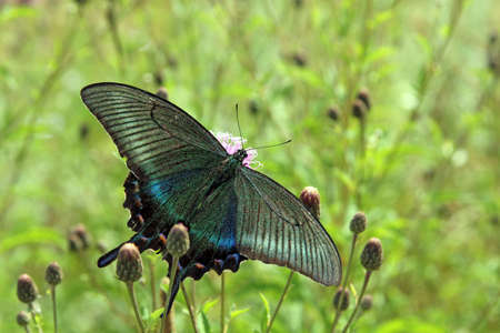 Butterfly, black swallowtail on a red flower.の写真素材