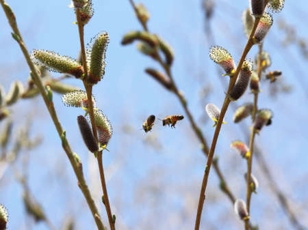 Two bees are flying in the trees.の写真素材