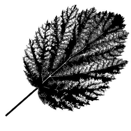 Autumn  leaf  on white background. Vector illustration.のイラスト素材