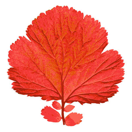 Autumn  leaf  on white background. Vector illustration.